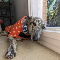 Photo of Luna, The 2 Year Old Greyhound