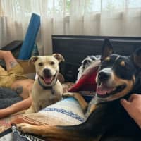 Photo of Chilli   22 Month Old Staffy X