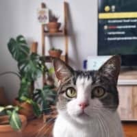 Photo of Peaches