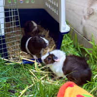 Photo of Walnut (Bonded To Peanut And Chestnut)