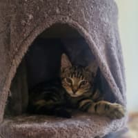 Photo of Orion   Located In Wallan