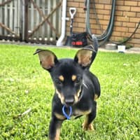 Photo of Gus   14 Week Old Chihuahua X Dachshund