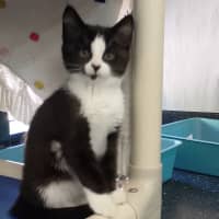 Photo of Sleepy Sloth