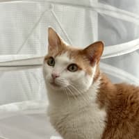 Photo of Gatal