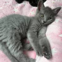 Photo of Crinkle **2nd Chance Cat Rescue**