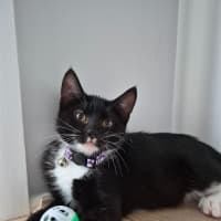 Photo of Oreo & Ivy  3 Month Old Domestic Short Hair 