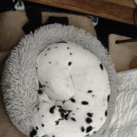 Photo of Cookie