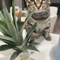 Photo of Moi Moi