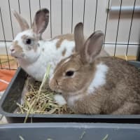 Photo of Sandy (Bonded With Penny Loafer)