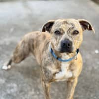 Photo of Sabre
