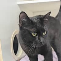 Photo of Binkie