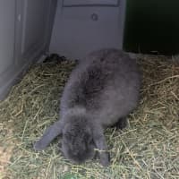 Photo of 🐰 Lori 6133 🐰