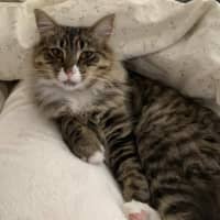 Photo of Nala Queen Of The Jungle