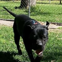 Photo of Julie *$350 Adoption Fee*