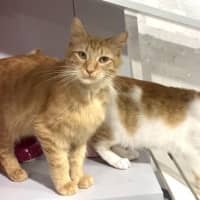 Photo of Aslan And Mr Squiggle