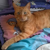 Photo of Ginger (Gigi)