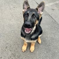 Photo of Sage