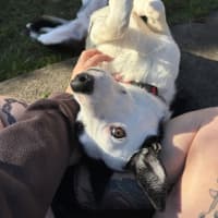 Photo of Pippy