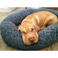 Photo of Hurley *$350 Adoption Fee*