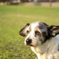 Photo of Gizmo Peggotty