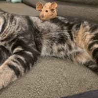 Photo of Galahad
