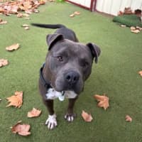 Photo of Blue