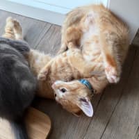 Photo of Ducky Meet Me At Petstock Keysborough