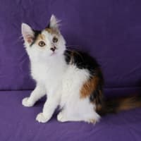 Photo of Princess Scraggledragon