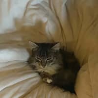 Photo of Peaches   In Foster Care In Doncaster