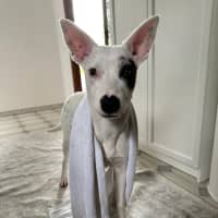 Photo of Luna Lou   1 Year Old Staffy X