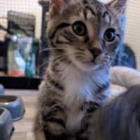 Photo of Timmy (Bob)