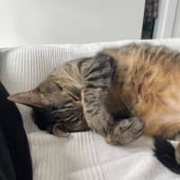 Photo of Beans