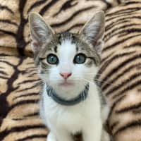 Photo of Ford (9196)