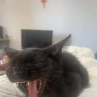 Photo of Secret Agent Friday