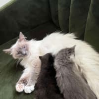 Photo of Mish (Ragdoll)