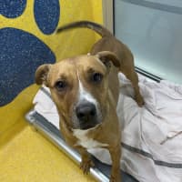 Photo of Buddy