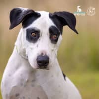 Photo of Roger   1 Year Old Mixed Breed