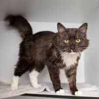 Photo of Sir Scruffy