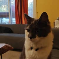Photo of Dobby