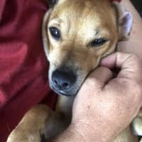 Photo of Ginger Meggs