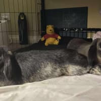 Photo of Ace & Alpha