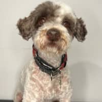Photo of Barkley