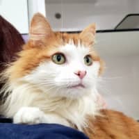 Photo of Tiger Rsua006294