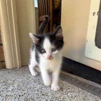 Photo of Moo Moo   8 Week Old Domestic Shorthair