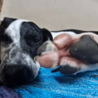 Photo of Hazel