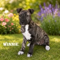 Photo of Winnie