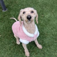 Photo of Honey