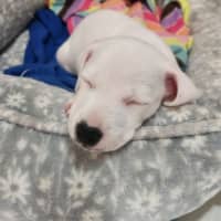 Photo of Lumi   9 Week Old Jack Russell X