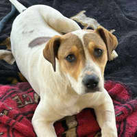 Photo of Gypsy