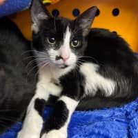 Photo of Detroit, Louisiana And Phoenix Arizona